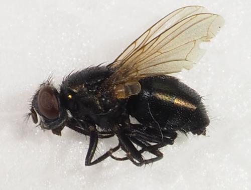 Lucilia sp.